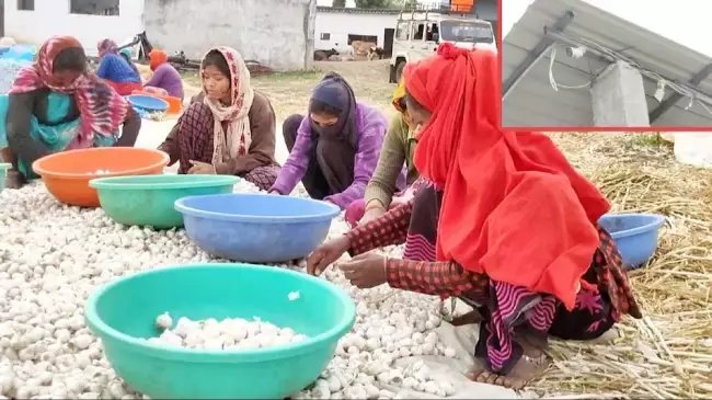 लहसुन ने सारे रिकॉर्ड, कैमरों से हो रही खेत की निगरानी, 400 के पार पहुंची कीमत