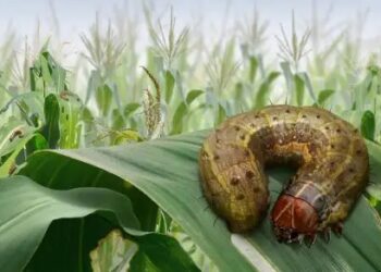 उधमपुर के मक्का किसानों पर टूटा फॉल आर्मीवर्म का कहर, फसलें तबाह – जानें बचाव के उपाय