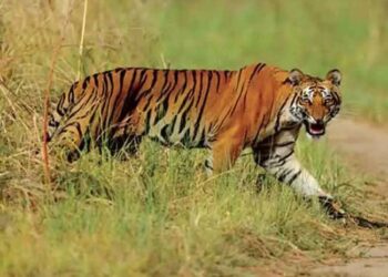 उत्तराखंड: बाघ का आतंक, DM ने 9 स्कूलों की छुट्टियों का किया ऐलान