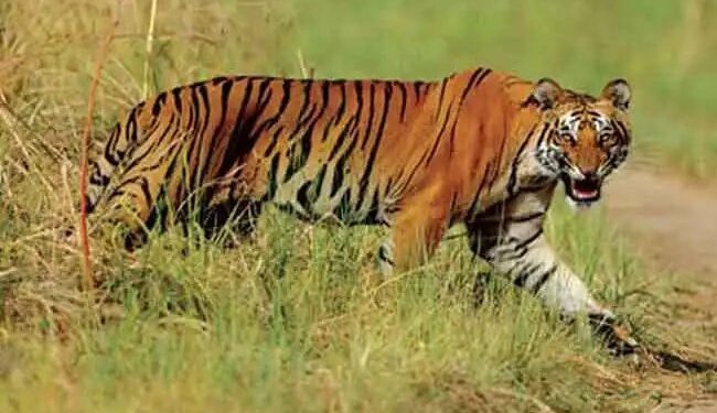 उत्तराखंड: बाघ का आतंक, DM ने 9 स्कूलों की छुट्टियों का किया ऐलान