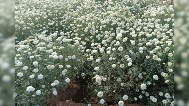 कैसे करें सफेद गेंदे की खेती, जानें क्या है बुवाई से लेकर सिंचाई का बेहतरीन तरीका, आय में होगी बढ़ोतरी