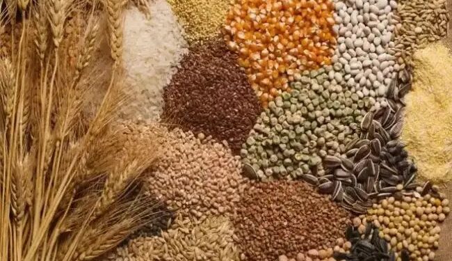 कम लागत ज्यादा मुनाफा, मुटा अनाज बन रहा किसानों की पहली पंसद, कृषि विभाग दे रहा बीज