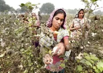 टेंशन में तेलंगाना के कपास का किसान, बारिश के कारण नहीं मिल पा रहा सही दाम