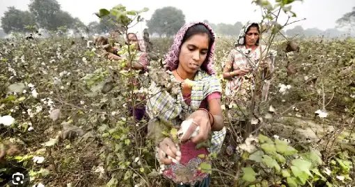 टेंशन में तेलंगाना के कपास का किसान, बारिश के कारण नहीं मिल पा रहा सही दाम