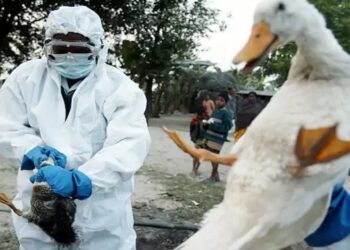 बिहार में बढ़ा बर्ड फ्लू का खतरा, कई कौवों की हुई मौत, अधिकारियों ने शुरु की जांच