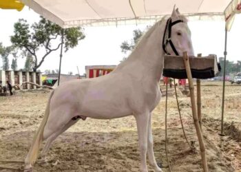 भारत के घोड़ों को मिली इंटरनेशनल रेस की मंजूरी, Glanders पर जीत बनी बड़ी कामयाबी