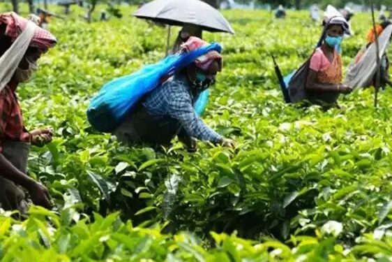 बिहार सरकार चाय की खेती पर दे रही बंपर सब्सिडी, ऐसे करें आवेदन!