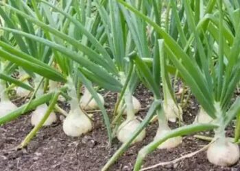 सिरमौर में लहसुन की खेती में जबरदस्त वृद्धि, स्थानीय बीज उत्पादन पर जोर