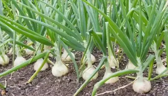 सिरमौर में लहसुन की खेती में जबरदस्त वृद्धि, स्थानीय बीज उत्पादन पर जोर