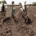 Agri Update: पूसा ने गेहूं की बुवाई के लिए जारी की एडवायजरी, पढ़ें पूरी खबर…