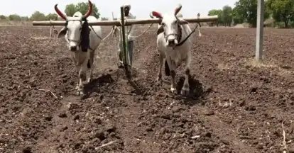 Agri Update: पूसा ने गेहूं की बुवाई के लिए जारी की एडवायजरी, पढ़ें पूरी खबर…