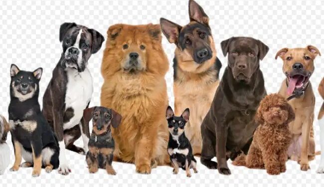 देश में बनेगा पहला कुत्तों का वीर्य बैंक, जानें क्या है खास?