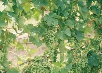 महाराष्ट्र में जलवायु संकट की मार, अंगूर किसानों को मिलेगा राहत मुआवजा; फसल कवर योजना लागू करेगी सरकार