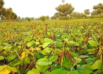 किसानों का दर्द नहीं सुना तो होगा बवाल: MP में मूंग खरीद को लेकर कांग्रेस ने बढ़ाया दबाव