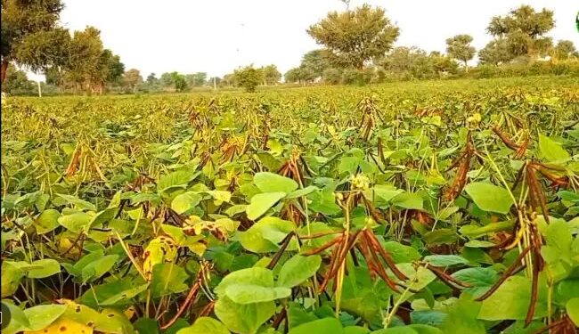 किसानों का दर्द नहीं सुना तो होगा बवाल: MP में मूंग खरीद को लेकर कांग्रेस ने बढ़ाया दबाव