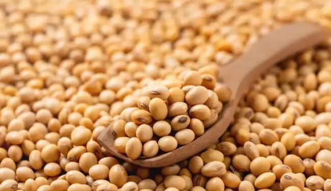 सोयाबीन उत्पादन में मध्य प्रदेश एक बार फिर नंबर 1, इन फसलों में भी प्रदेश रहा अव्वल