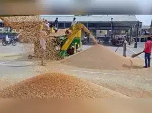 केंद्र ने पंजाब में अब तक 60.63 लाख टन धान खरीदा