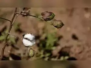 2024-25 सीजन में कपास उत्पादन पर कम पैदावार का असर पड़ेगा: CAI