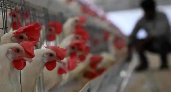 इन राज्यों में बर्ड फ्लू की समस्या बढ़ा, चिकन और अंडों की बिक्री बंद!