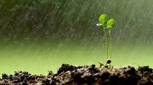 असमान वर्षा वितरण के बाद फसल की कीमतों में आपूर्ति संबंधी झटके के लिए तैयार रहें: आईसीआईसीआई बैंक