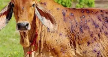 अगर आपके जानवर में दिख रहे हैं ये लक्षण, तो लंपी वायरस का है शिकार, ऐसे करें रोकथाम