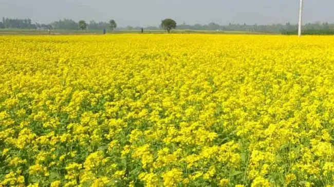 सरसों की फसल में है सफेत रतुआ का रोग, तो इन उपायों से करें बचाव