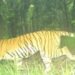 लखीमपुर खीरी के जंगलों में घूम रहा हमलावर बाघ, पिंजरे के सामने से गुजरा