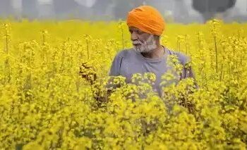 जानें क्या है UP AGREES योजना, 10 लाख किसानों को मिलेगा सीधा फायदा