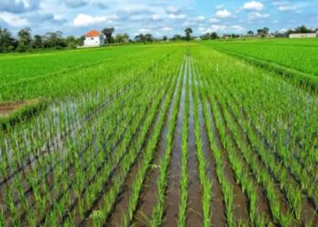 किसान सीधे धान की बुआई से बचाएं पानी, पैसा और समय