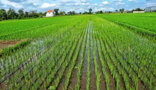 किसान सीधे धान की बुआई से बचाएं पानी, पैसा और समय