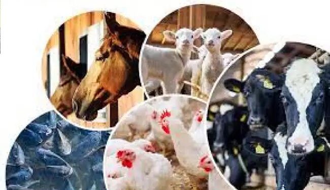 Budget 2024 : कैबिनेट ने पशुपालन अवसंरचना विकास कोष के विस्तार को मंजूरी दी