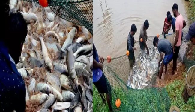 जलीय कृषि स्थिरता पर कर रहा है केन्द्रीय तटीय कृषि अनुसन्धान संस्थान