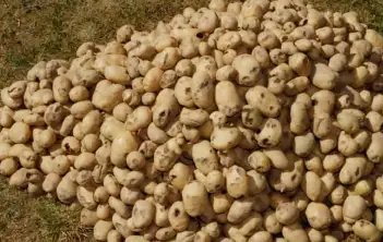 आलू के दामों में आ सकता है उछाल, कम पैदावार बन रहा संकट