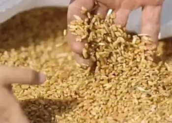 FCI की गेंहू ब्रिकी में आई कमी, खुले बाजार में गिर सकता है भाव