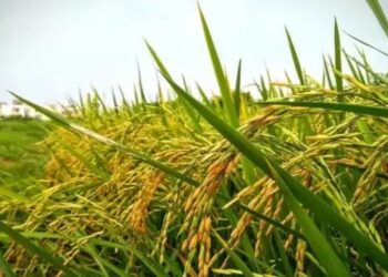 बिहार: किसानों के लिए खुशखबरी अब धान की फसलों को नहीं लगेगा भूरा धब्बा रोग, ये है बचाव का सही तरीका