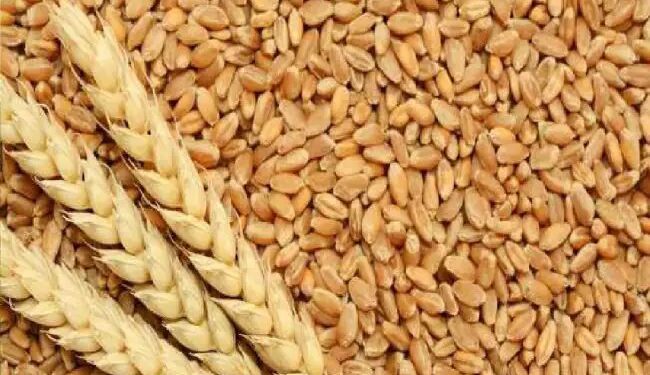 केंद्र सरकार ने 31 मार्च, 2025 तक के लिए गेहूं की स्टॉक सीमा लागू की