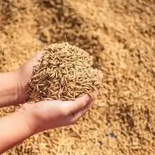 भंडारण की कमी से धान खरीद पर असर नहीं पड़ेगा: मंत्री