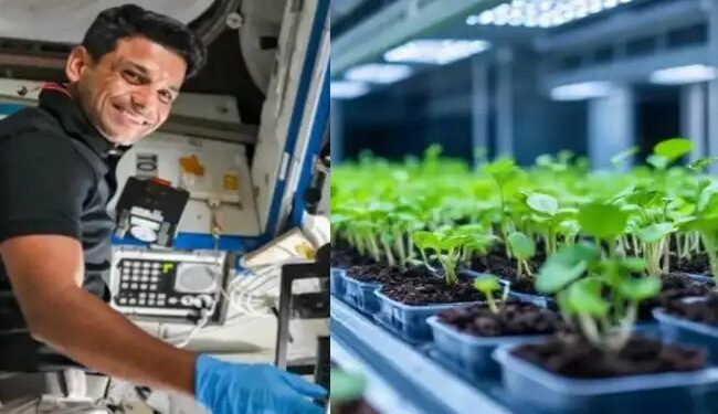 ISS पर भारतीय वैज्ञानिक शुभांशु शुक्ला ने की ‘मेथी-मूंग’ की खेती, स्पेस फार्मिंग में रच रहा इतिहास