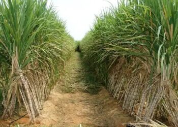 Sugarcane Farming in Uttar Pradesh: गन्ने की खेती मीठे मुनाफे और औद्योगिक विकास की रीढ़