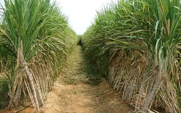 Sugarcane Farming in Uttar Pradesh: गन्ने की खेती मीठे मुनाफे और औद्योगिक विकास की रीढ़