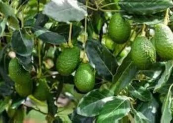 देशी किसानों की कमाई का नया जरिया बना विदेशी ‘बटर फ्रूट’, सरकार भी दे रही सब्सिडी