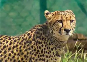 कूनो में चीते ने दिया शावकों को जन्म, संख्या में हुई बढ़ोतरी!