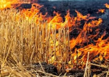 रात के अंधेरों में हो रहा पराली जलाने का काम! सैटेलाइट को ऐसे धोखा दे रहे किसान