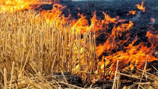 रात के अंधेरों में हो रहा पराली जलाने का काम! सैटेलाइट को ऐसे धोखा दे रहे किसान