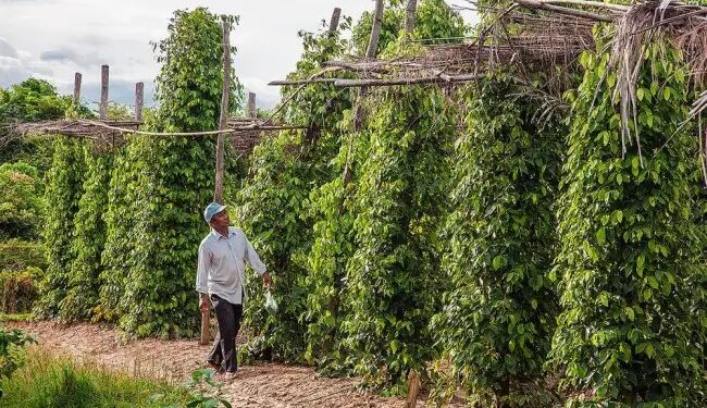 केरल के बाजार में अचानक काली मिर्च की मांग में क्यों आई गिरावट, ये है मुख्य वजह