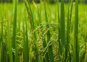 IARI ने इमेजेथापायर सहनशील बासमती चावल की किस्मों की बिक्री शुरू की