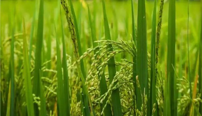 IARI ने इमेजेथापायर सहनशील बासमती चावल की किस्मों की बिक्री शुरू की