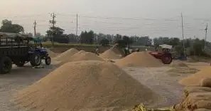 पंजाब अनाज मंडी में गेहूं की जगह रखा जाएगा धान, भंडराण नियमों में हुआ बदलाव!