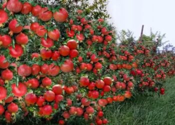 अनार की खेती से होंगे मालामाल, इन बातों का रखें ख्याल, होगी बढ़िया पैदावार