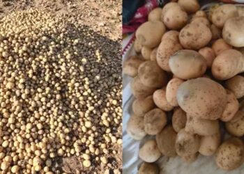 UP: आगरा में बनेगा इंटरनेशनल पोटैटो सेंटर , किसानों को मिलेंगे उन्नत बीज और नई तकनीक